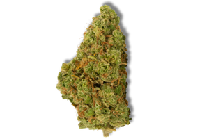 Dried_Flower_Collection